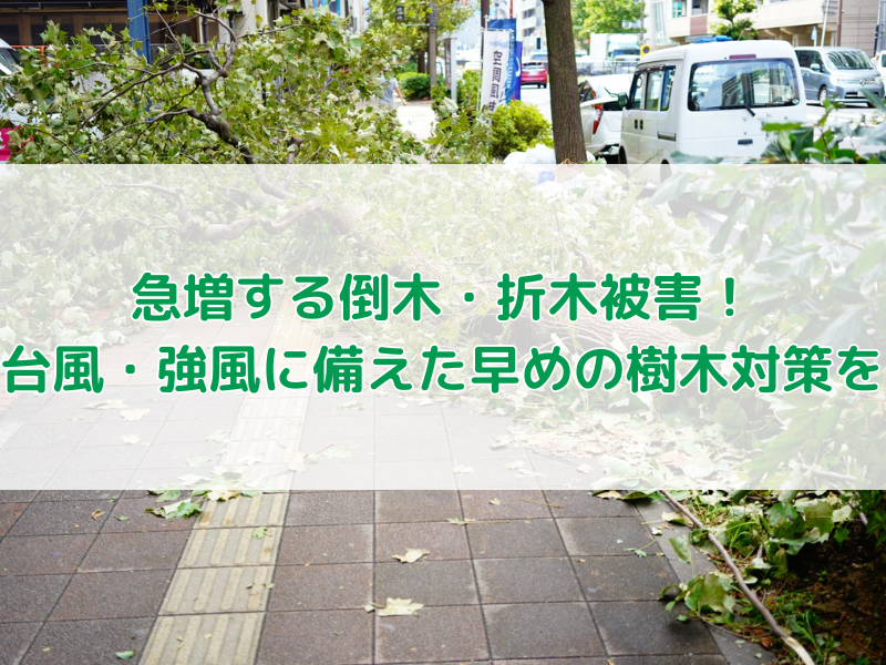 急増する倒木・折木被害！台風・強風に備えた早めの樹木対策を