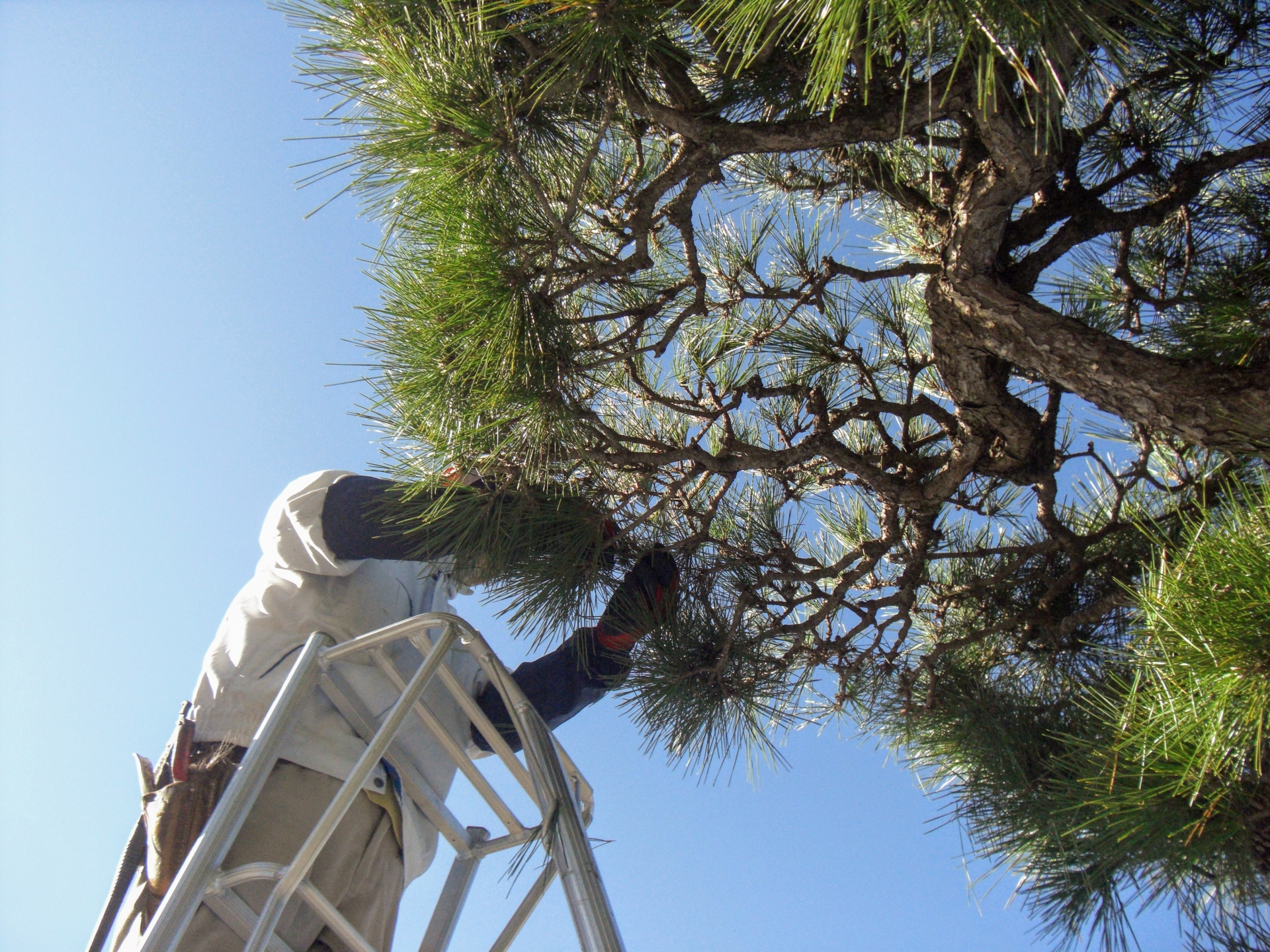 松の剪定作業をしている写真
