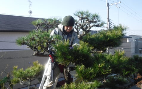 松剪定作業